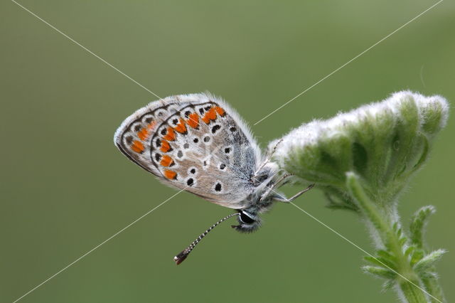 Common Blue (Polyommatus icarus)