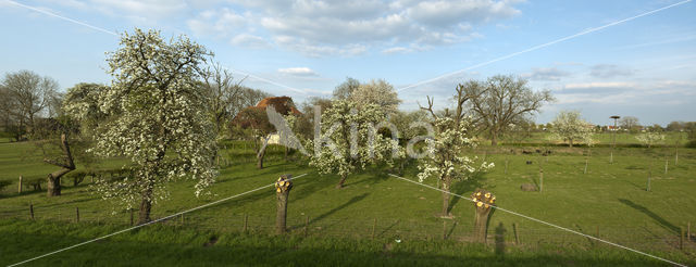 IJssel uiterwaarden