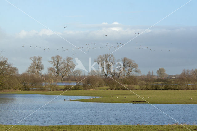 IJssel uiterwaarden