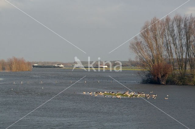 IJssel uiterwaarden