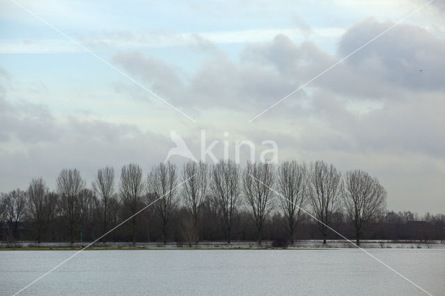 IJssel uiterwaarden