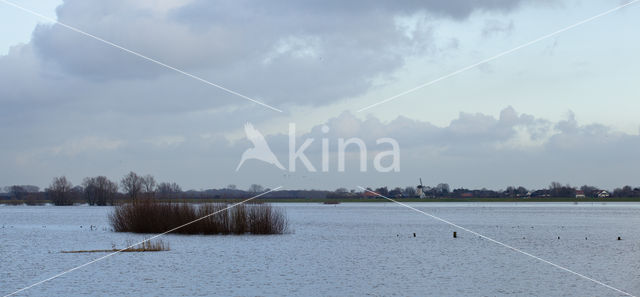 IJssel uiterwaarden