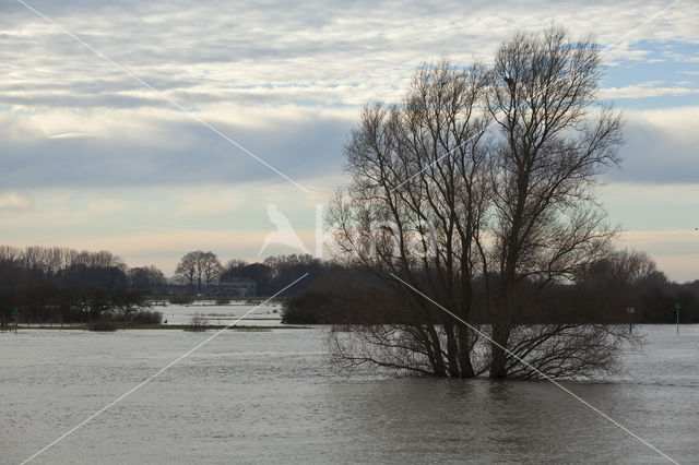 IJssel uiterwaarden