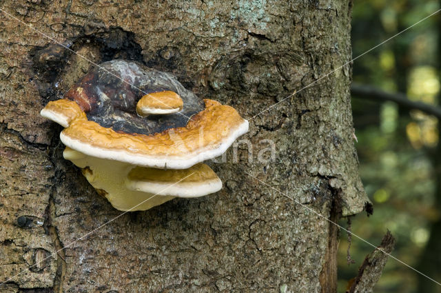 Late fall polypore (Ischnoderma resinosum)