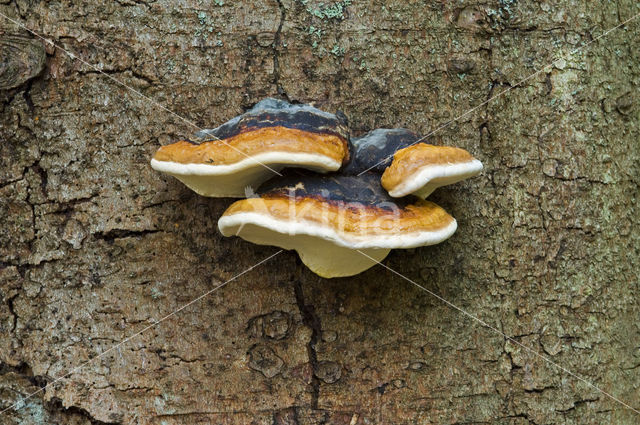 Late fall polypore (Ischnoderma resinosum)