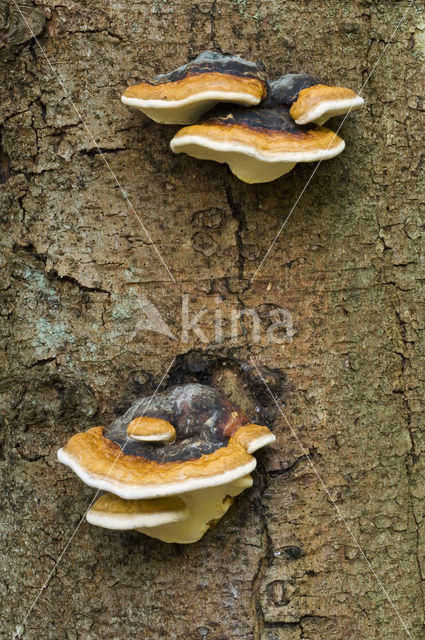 Late fall polypore (Ischnoderma resinosum)