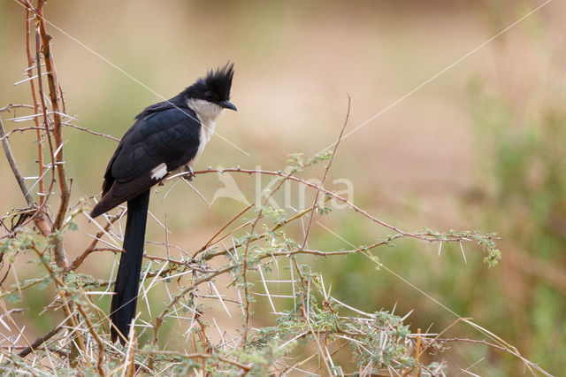 Black and White Cuckoo (Clamator jacobinus)