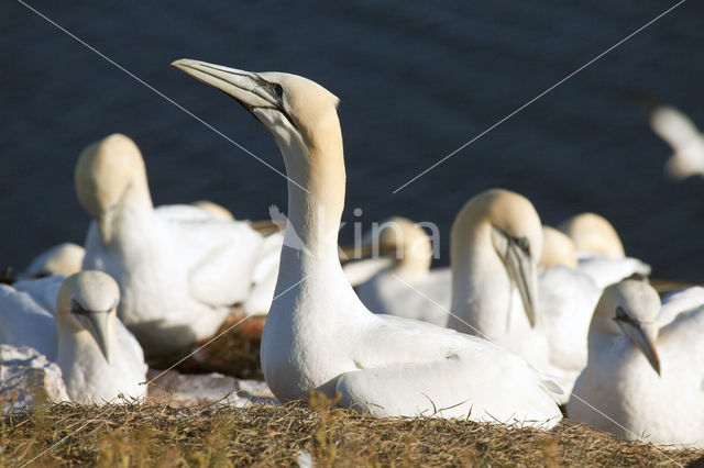 Northern Gannet (Morus bassanus)