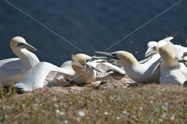 Northern Gannet (Morus bassanus)