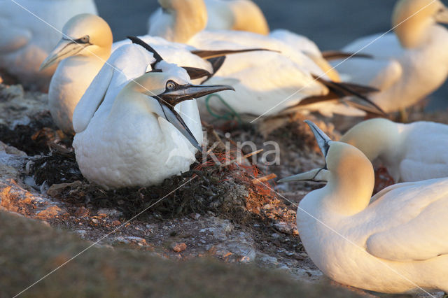 Northern Gannet (Morus bassanus)