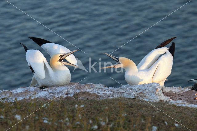 Northern Gannet (Morus bassanus)