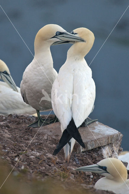Northern Gannet (Morus bassanus)