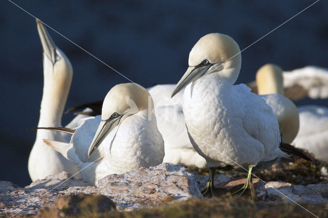 Northern Gannet (Morus bassanus)