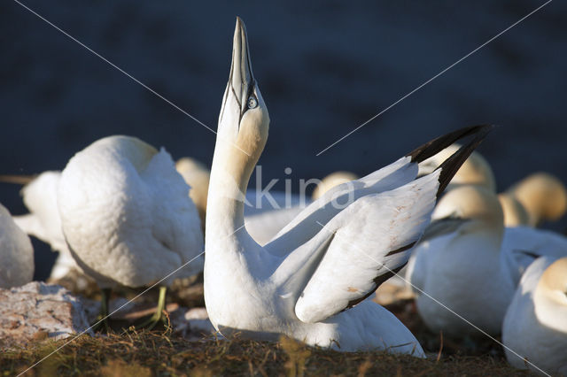 Northern Gannet (Morus bassanus)