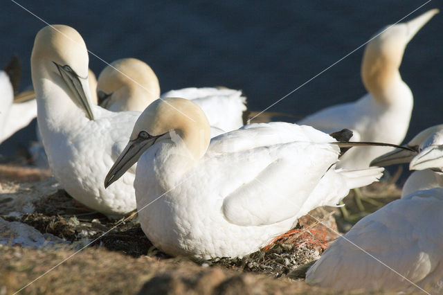 Northern Gannet (Morus bassanus)