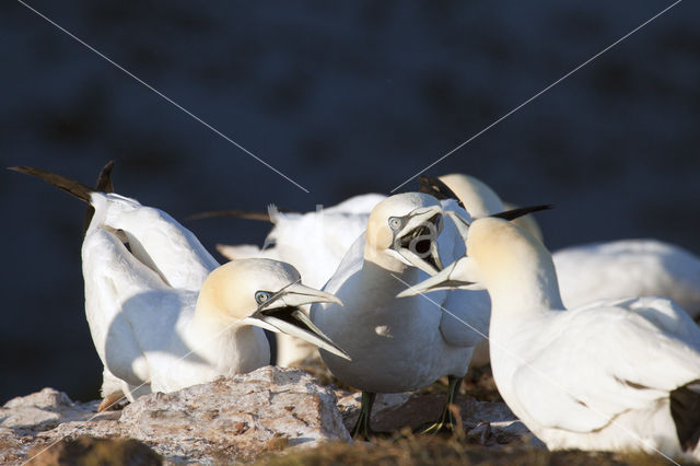 Northern Gannet (Morus bassanus)