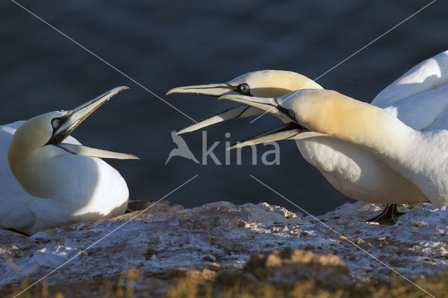 Northern Gannet (Morus bassanus)