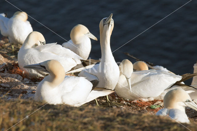 Northern Gannet (Morus bassanus)