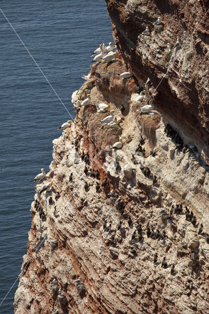 Northern Gannet (Morus bassanus)