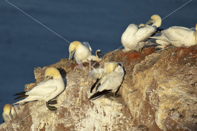 Northern Gannet (Morus bassanus)