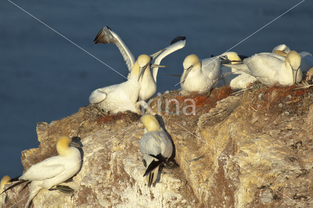 Northern Gannet (Morus bassanus)