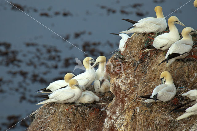 Northern Gannet (Morus bassanus)