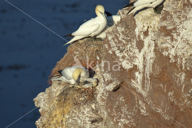 Northern Gannet (Morus bassanus)