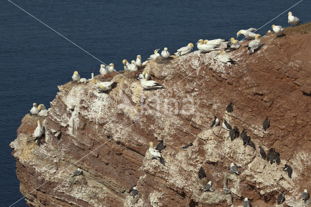 Northern Gannet (Morus bassanus)