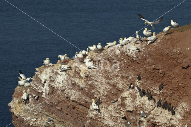 Northern Gannet (Morus bassanus)