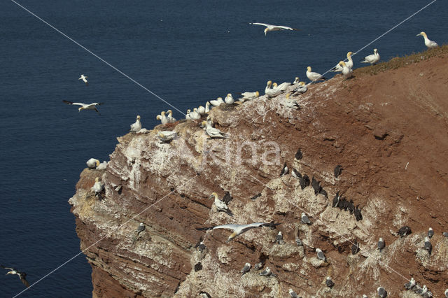 Northern Gannet (Morus bassanus)