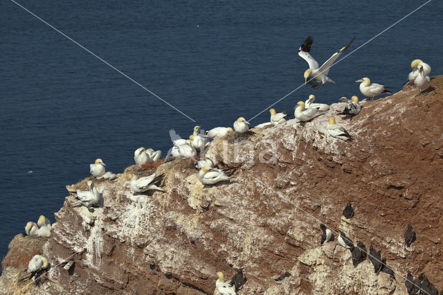 Northern Gannet (Morus bassanus)