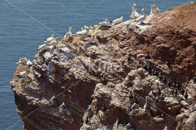 Northern Gannet (Morus bassanus)