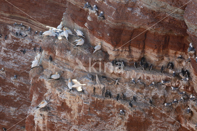 Northern Gannet (Morus bassanus)