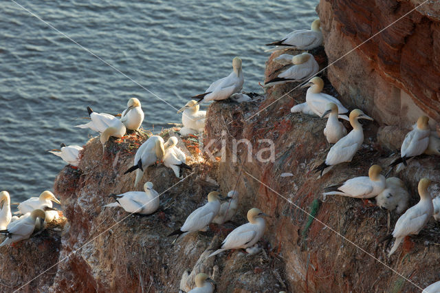 Northern Gannet (Morus bassanus)