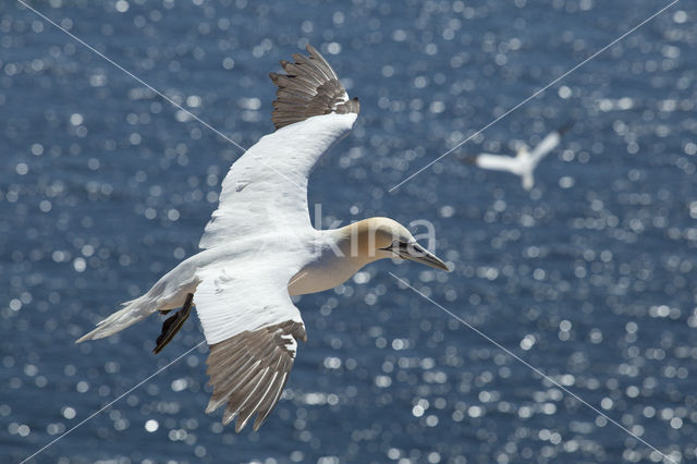 Northern Gannet (Morus bassanus)