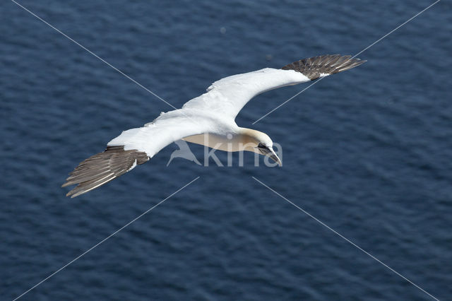 Northern Gannet (Morus bassanus)