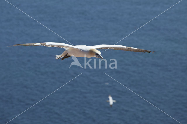 Northern Gannet (Morus bassanus)