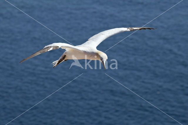 Northern Gannet (Morus bassanus)