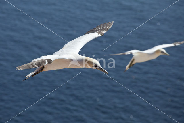 Northern Gannet (Morus bassanus)