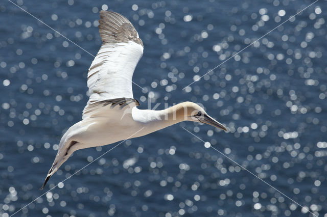 Northern Gannet (Morus bassanus)