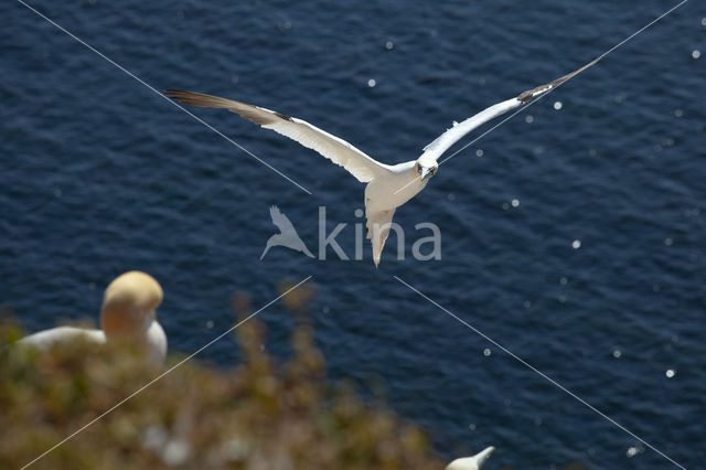 Northern Gannet (Morus bassanus)