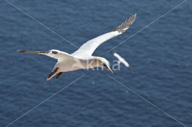 Northern Gannet (Morus bassanus)