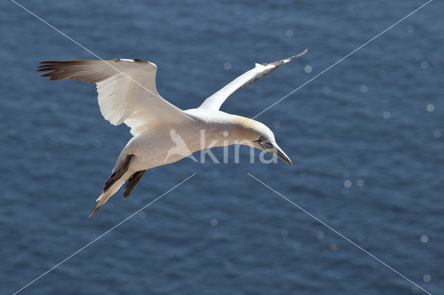 Northern Gannet (Morus bassanus)