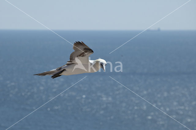 Northern Gannet (Morus bassanus)