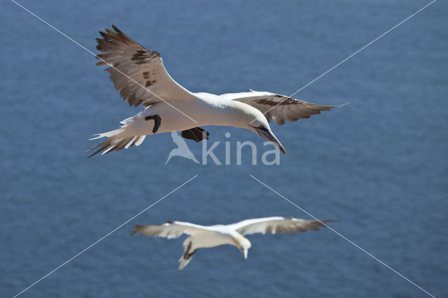 Northern Gannet (Morus bassanus)