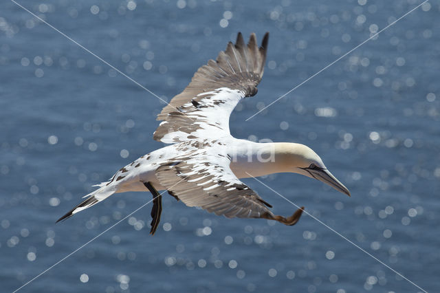 Northern Gannet (Morus bassanus)