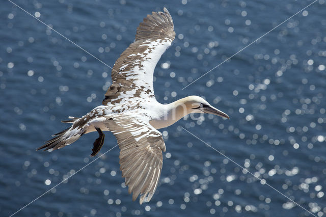 Northern Gannet (Morus bassanus)