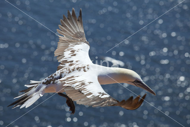 Northern Gannet (Morus bassanus)