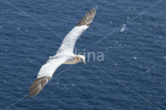 Northern Gannet (Morus bassanus)