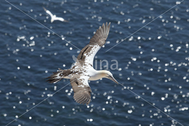 Northern Gannet (Morus bassanus)